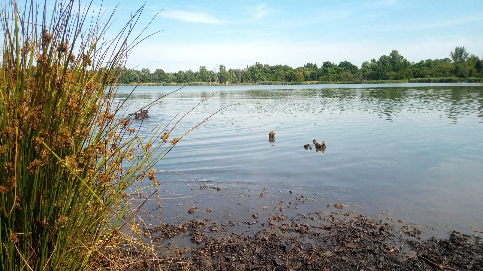 Původní vévodský rybník v Karviné-Loukách byl založený v 15. století